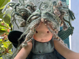 Little Forever Friend Firefly Dolls - Jewel